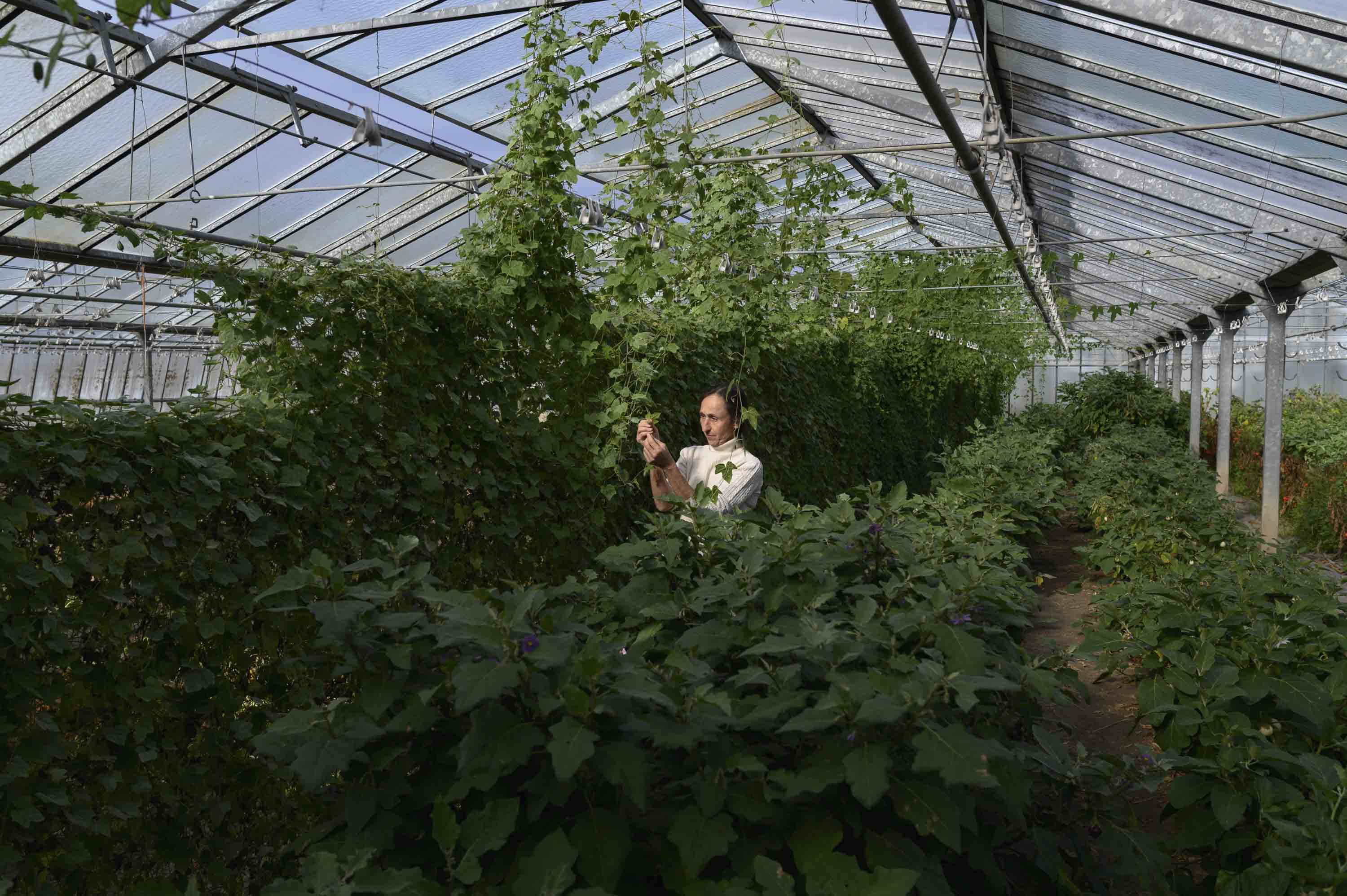 Geerntet wird immer später